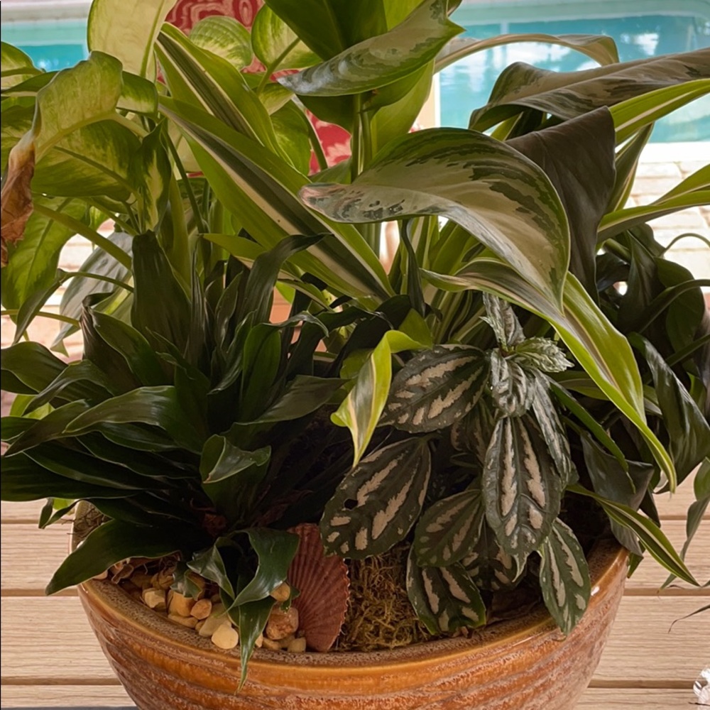 Meet your Posher, Susan